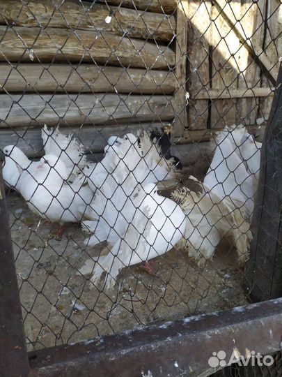 Голуби павлины