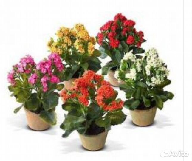 Каланхоэ (красный )