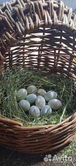 Инкубационное яйцо лакендази