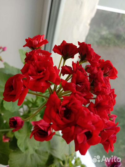 Пеларгония герань сортовая