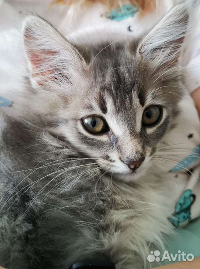 Серый котенок (мальчик)