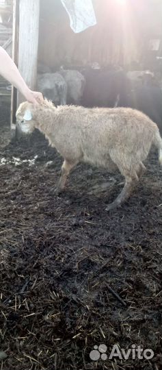 Баранчик и племенной баран