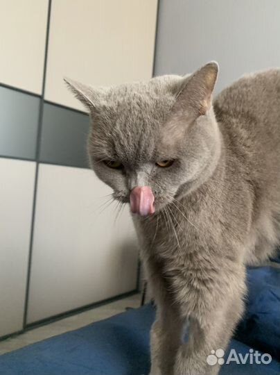 Британская кошка