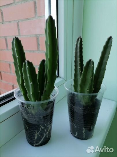 Стапелия. Суккулент