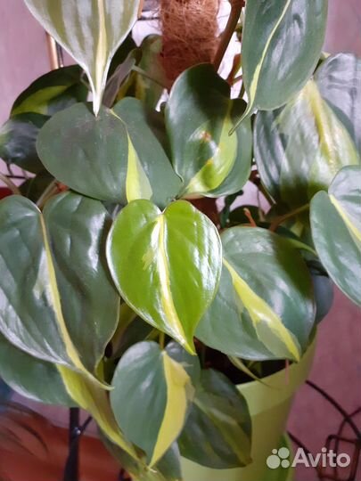 Сциндапсусы и Эпипремнумы