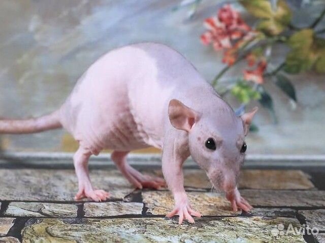 Передержка грызунов