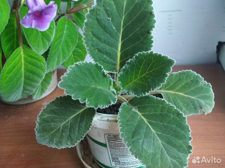 Цветок глоксиния