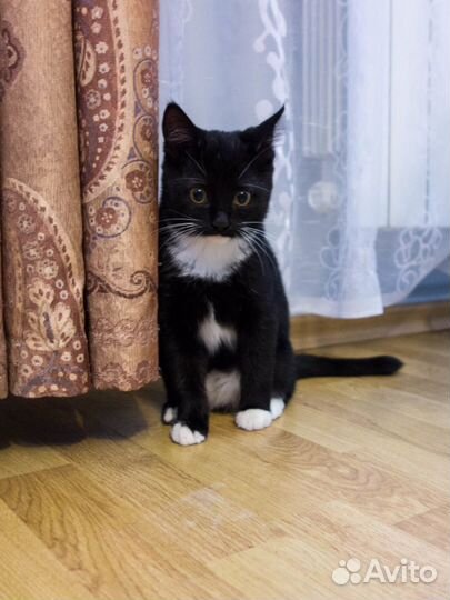Филя -ласковый и игривый черно-белый котик 2,5 мес