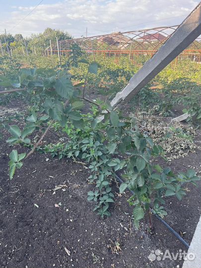 Ежевика натчес