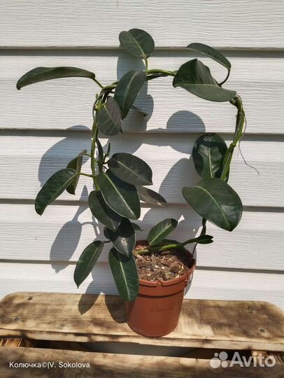 Стефанотис