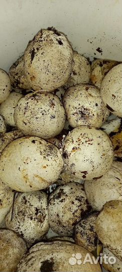 Гриб веселка