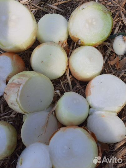 Лук на перо