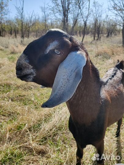 Козлики Битало-нубийские