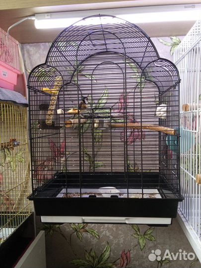 Птица щегол