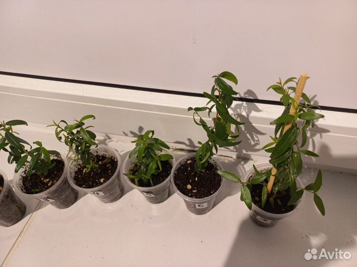 Мирт черенки укорененные