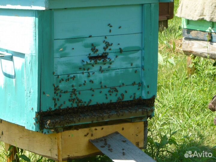 Улей с пчелами