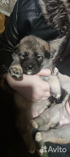 Щенки помесь немецкой овчарки
