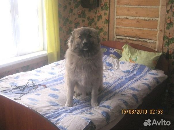 Кобель для вязки