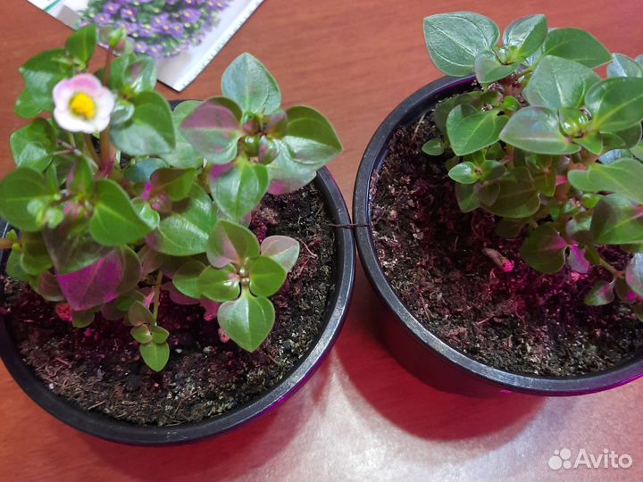 Экзакум персидская фиалка