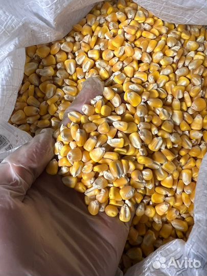 Кукуруза