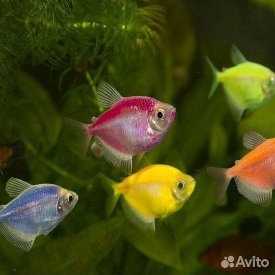 Аквариумные рыбки