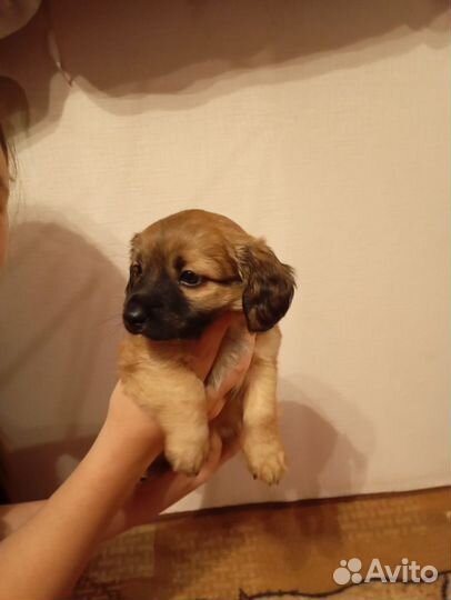 Щенок от маленькой собачки