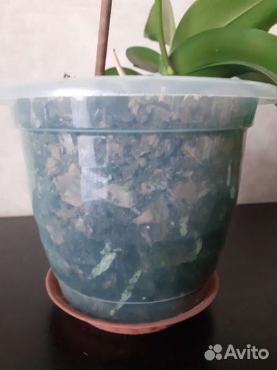 Орхидея фаленопсис