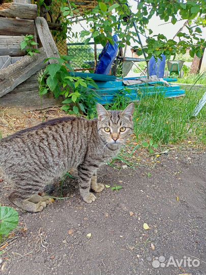 Котик 4 месяца