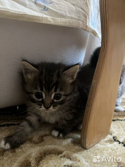 Котята в добрые руки приучены к лотку