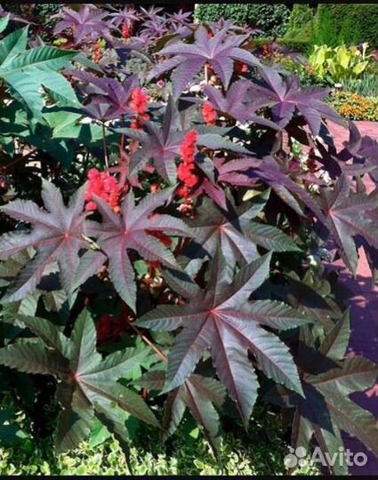 Семена Клещевины