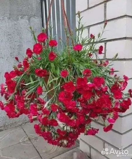Гвоздика ампельная