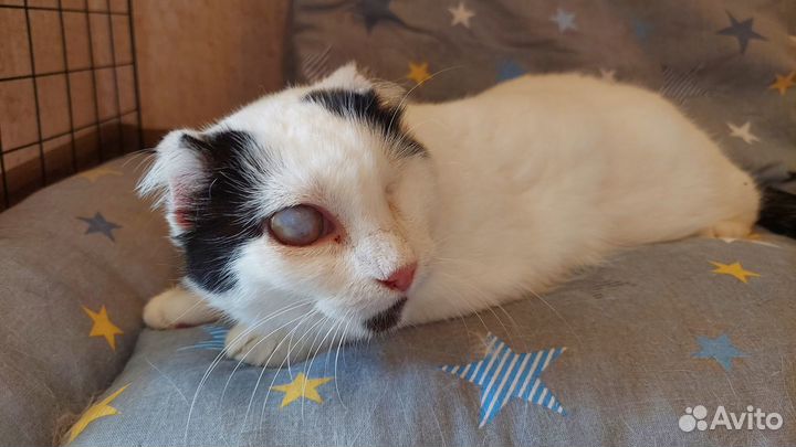 Кошечка в добрые руки