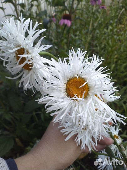 Многолетние цветы