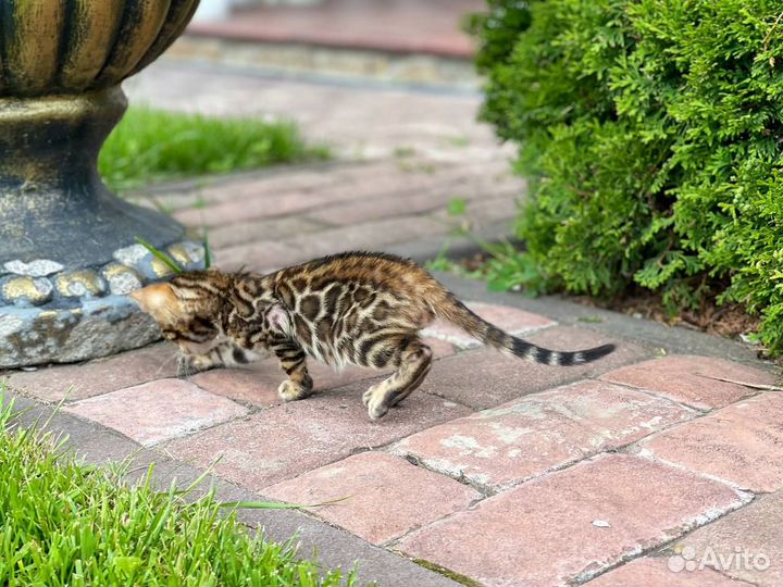 Волшебные Бенгальские Котята ищут хозяев