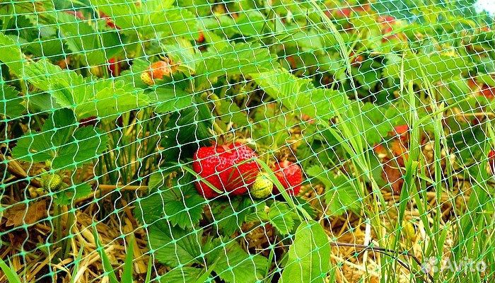 Сетка от птиц