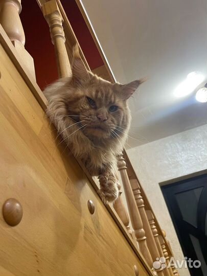 Кот мейн-кун вязка