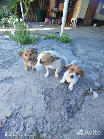 Собаки бесплатно