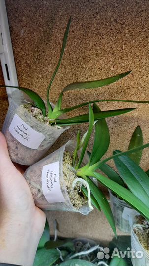 Орхидея Phal. Hatuyuki