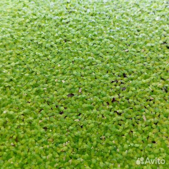 Ряска в аквариум