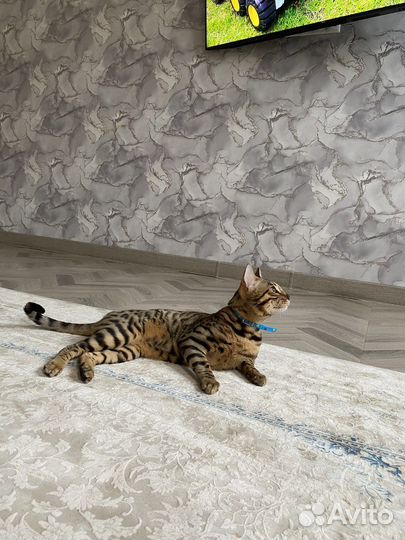 Продается кот бенгал(не кастрирован) 15 т