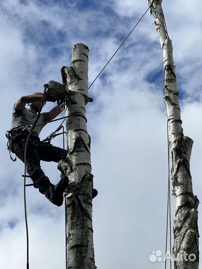 Спилить, удалить деревья, расчистка участка