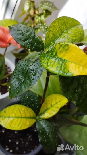 Кротон миссис Айстон, дерево штамб