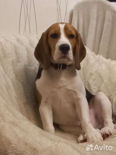 Бигль вязка