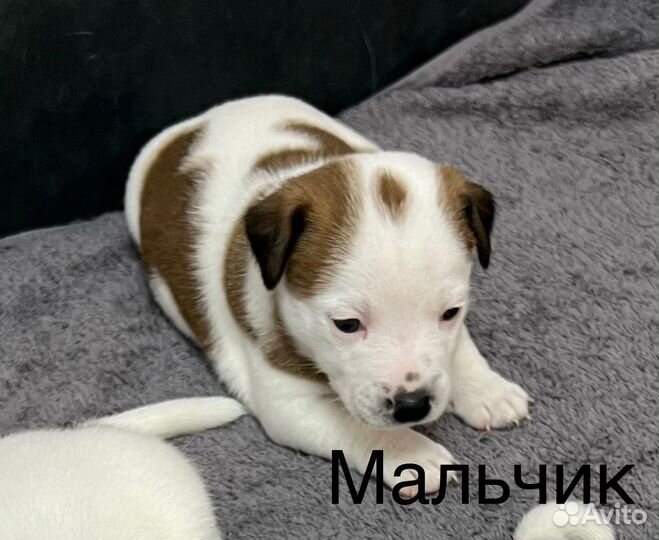 Щенки джек рассел терьер