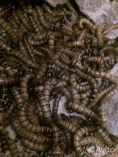 Сверчок и другие корма