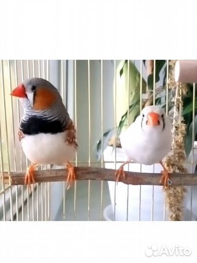 Зебровые амадины