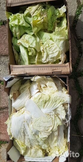 Корм для животных : капуста, хлеб и др. продукты