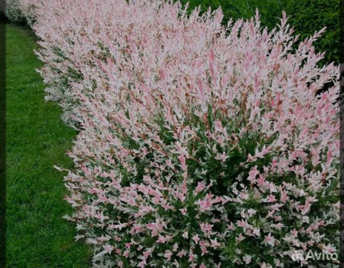 Ива хакуро нишики