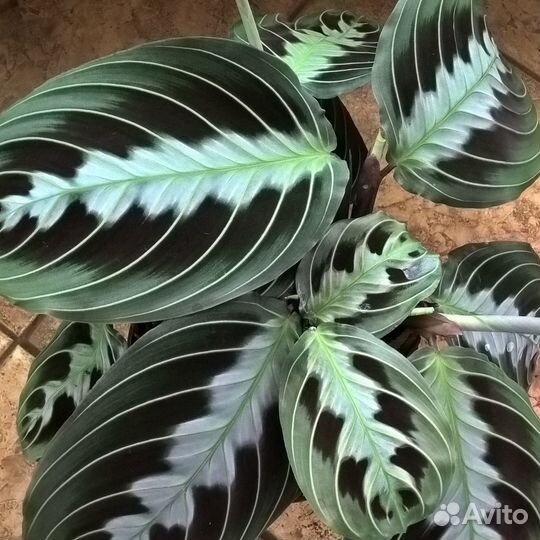 Маранта Массанжа