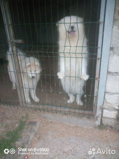 Самоедики в добрые руки